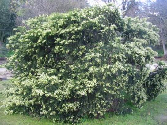 Descripción: Descripción: D:\JM-disco duro\Vasculares x familia-todas\FOTOS\FOTOS CARPETAS DISCO ORIGINAL (SIN ORDEN)\RESPALDO DE DISCO DURO VIAJA A VICUÑA)\Copia de FLora Nativa y Exótica FJMB3212 (2011-08-07)\Acacia verticillata 1000027 (2).JPG